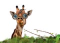 Nice giraffe with glasses and the oxpeckers (Bufhagus Erythrorynchus) Royalty Free Stock Photo