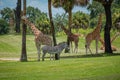 Nice giraffes and zebra on green meadow at Busch Gardens 3 Royalty Free Stock Photo