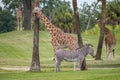 Nice giraffes and zebra resting on green meadow at Busch Gardens 2 Royalty Free Stock Photo