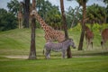 Nice giraffes and zebra resting on green meadow at Busch Gardens 1