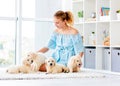 Nice girl and retriever puppies Royalty Free Stock Photo