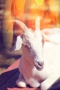 Nice goat Royalty Free Stock Photo