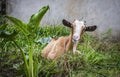 Nice goat Royalty Free Stock Photo