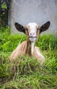 Nice goat Royalty Free Stock Photo