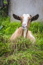 Nice goat Royalty Free Stock Photo