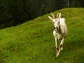 A nice goat in the green meadow Royalty Free Stock Photo