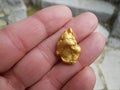 Nice gold nugget from Victoria,Australia. Royalty Free Stock Photo