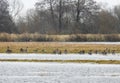 Beautiful wild goose in flood field, Lithuania Royalty Free Stock Photo