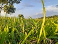 Nice grass with blue Sky