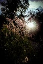 Nice grass flower blooming with sun flare