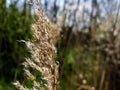 Nice grass in macro