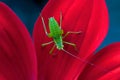 Nice grasshopper on a dahlia Royalty Free Stock Photo