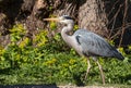 Nice adult fishing heron walks in the woods