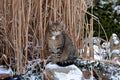 Nice gray cat in the garden in the snow