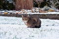 Nice gray cat in the garden in the snow