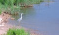 Beautiful heron bird near river, Lithuania Royalty Free Stock Photo