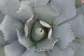 Green agave top view ornament Royalty Free Stock Photo