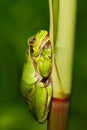 Nice green amphibian European tree frog, Hyla arborea, sitting on grass with clear green background. Beautiful amphibian in the na
