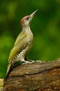 Nice green bird Green Woodpecker, Picus viridis, sitting on the tree trunk with yellow lichen, bird in the nature habitat, Hungary Royalty Free Stock Photo