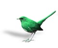 Nice green bird with high tail lifting Royalty Free Stock Photo