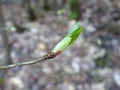 Beautiful tree bud in spring, Lithuania Royalty Free Stock Photo