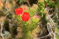 Nice green cactus with red blossom