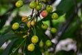 Nice green cherry close up in the sunshine Royalty Free Stock Photo