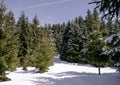 Nice green forest with snow in winter