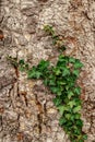 Nice green ivy climbing up on the bark of a tree