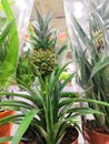 Nice green pineapple plant growing with big fresh pineapple fruit on it with small pineapples Royalty Free Stock Photo
