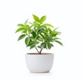 A nice green plant in a white pot on a white background