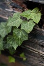 Nice green plant on wood Royalty Free Stock Photo