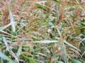 Reed plants near river in summer, Lithuania Royalty Free Stock Photo