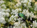 Beautiful green shining bug on white flowers , Lithuania Royalty Free Stock Photo