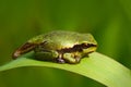 Nice green tadpole amphibian European tree frog, Hyla arborea, sitting on grass with clear green background.