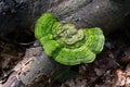 a nice green tree fungus covered with moss Royalty Free Stock Photo