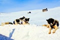 Nice resting Greenland sled dogs Royalty Free Stock Photo