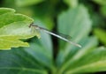 Little dragonfly on a leaf