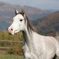 Nice grey arabian stallion with flying mane Royalty Free Stock Photo