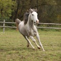 Nice grey arabian stallion with flying mane Royalty Free Stock Photo