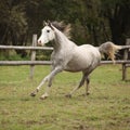 Nice grey arabian stallion with flying mane Royalty Free Stock Photo