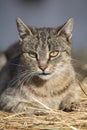 Nice grey cat lying on a straw Royalty Free Stock Photo