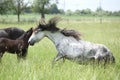 Nice grey fell pony mare standing up