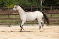 Nice grey stallion with flying mane Royalty Free Stock Photo