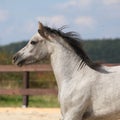 Nice grey stallion with flying mane Royalty Free Stock Photo