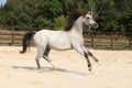 Nice grey stallion with flying mane Royalty Free Stock Photo