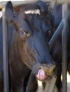 Nice grimace with tongue of a cow during a meal Royalty Free Stock Photo