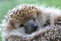 Nice hedgehog animal Royalty Free Stock Photo