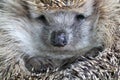 Nice hedgehog animal Royalty Free Stock Photo