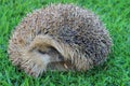Nice hedgehog Royalty Free Stock Photo